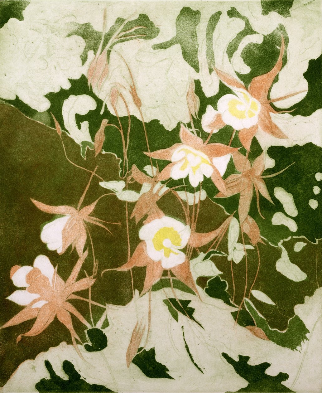 Columbines（打印） 作者 瓦莱丽·丹尼尔（Valerie Daniel）
