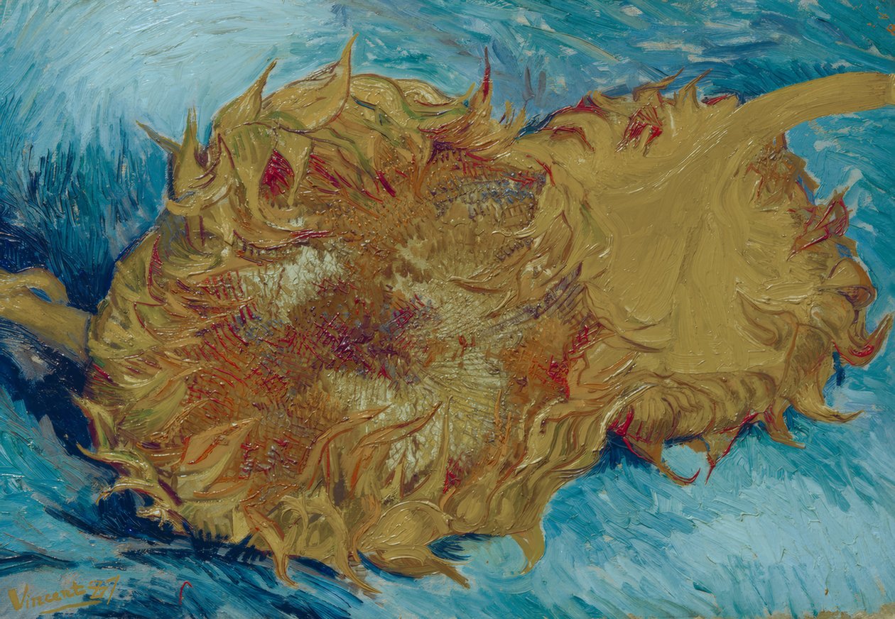 两个切掉向日葵 作者 文森特·梵高
