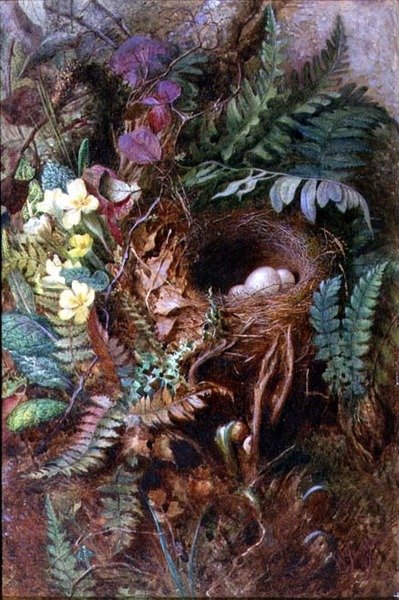 鸟巢 作者 威尔弗雷德·詹金斯