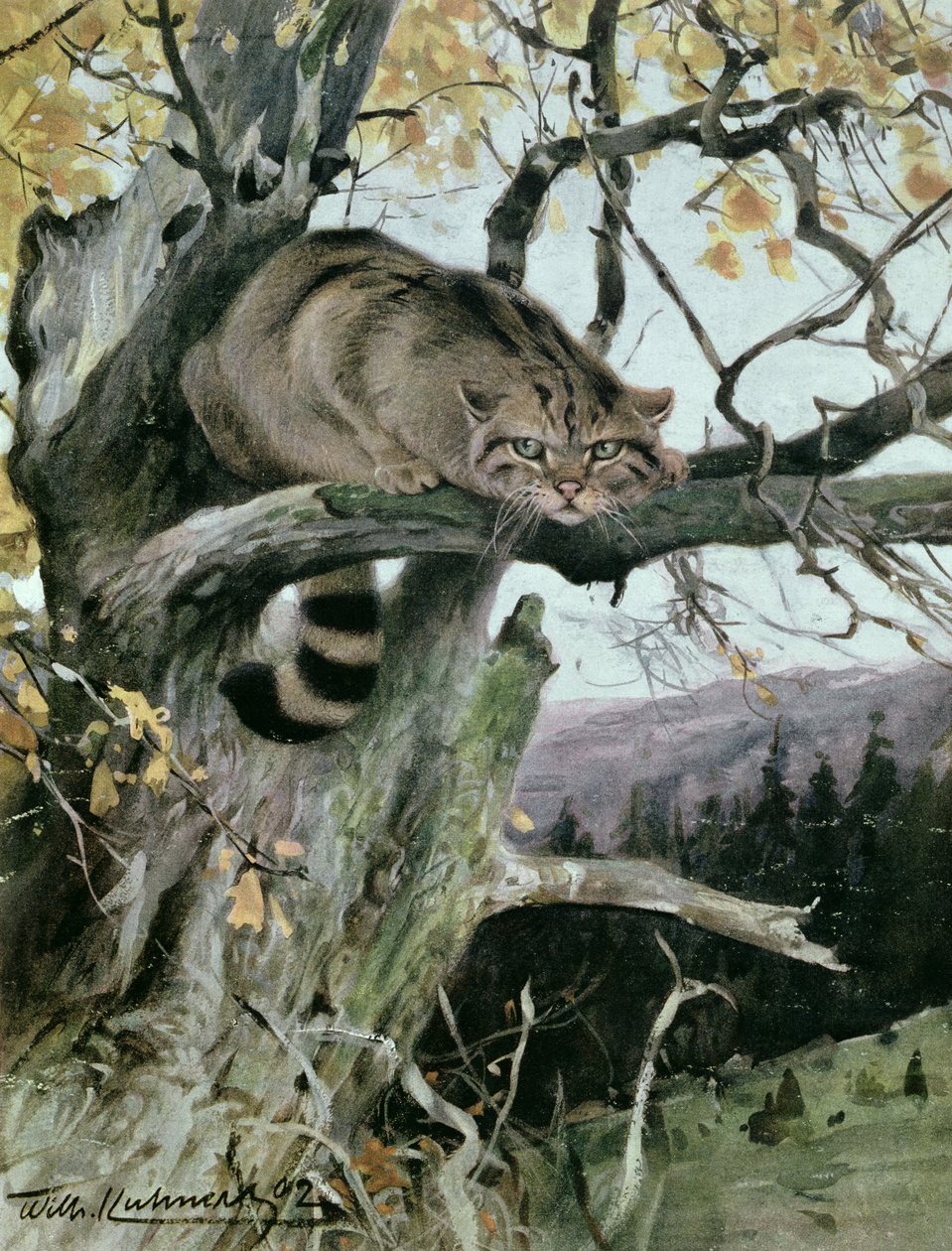 野猫在树上，1902年 作者 威廉·库纳特