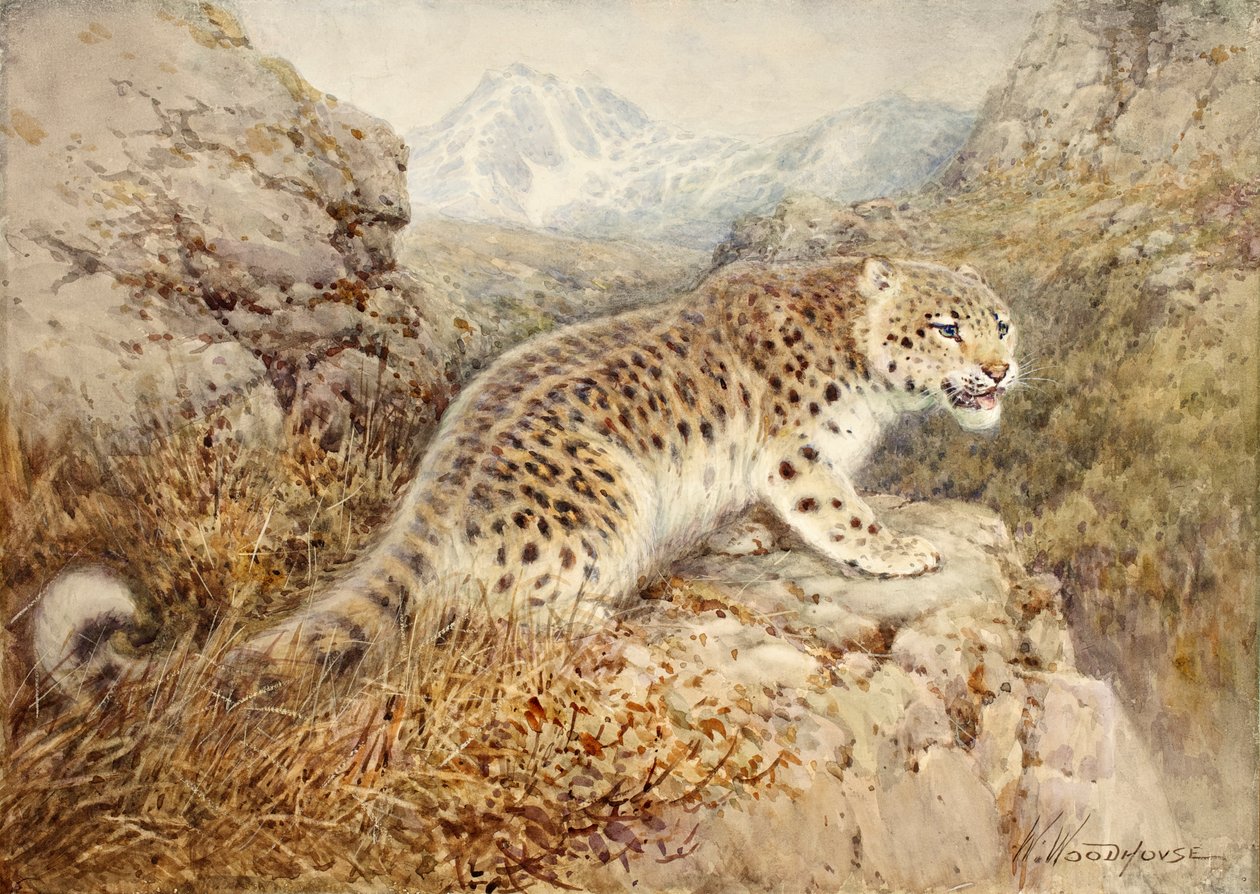 雪豹，1920年 作者 威廉·伍德豪斯