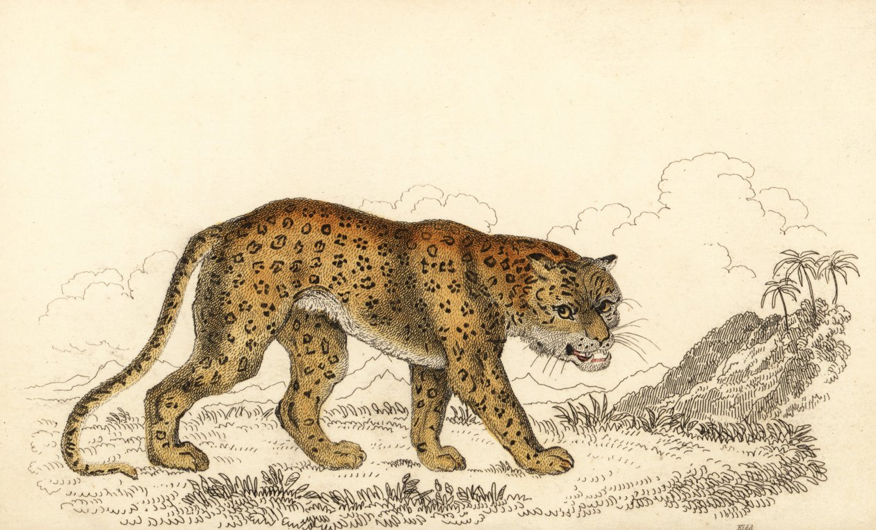 豹，Panthera pardus，易受伤害，1834 年（雕刻） 作者 威廉·亚历山大·福布斯