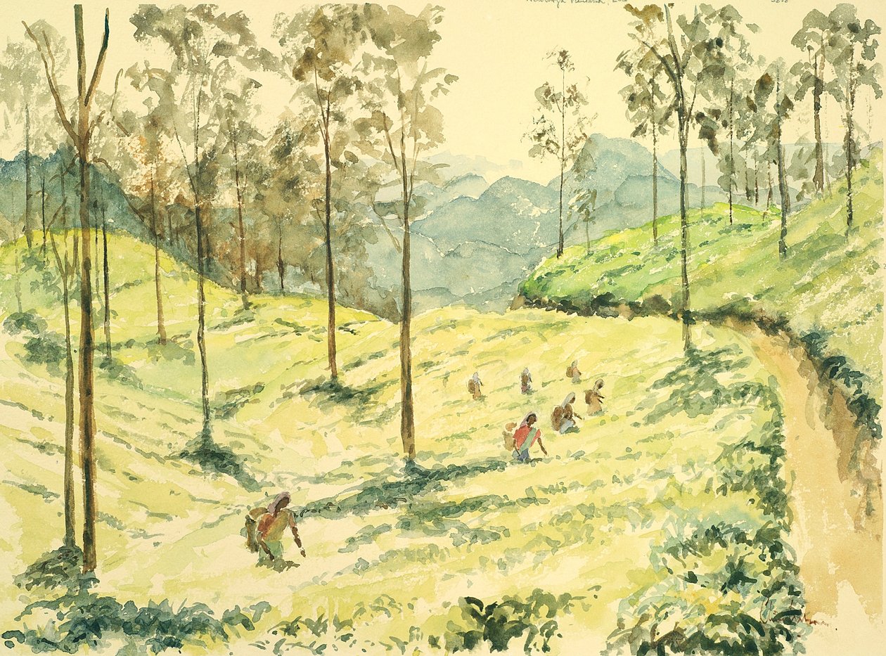 埃拉附近的728采茶机 作者 威尔逊·克莱夫（Wilson Clive）