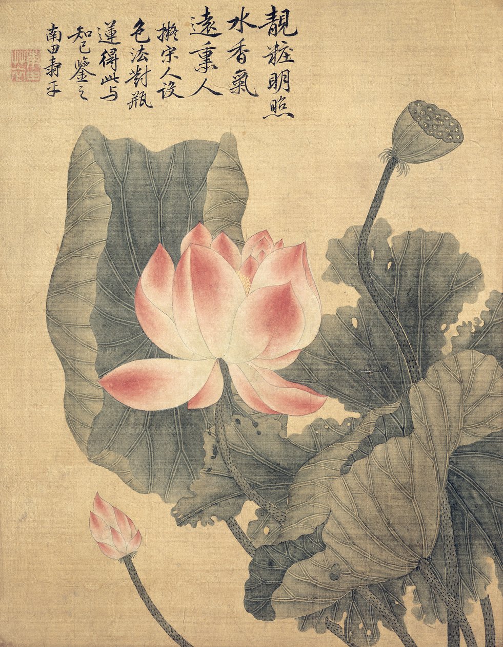 牡丹（丝绸背纸上的墨水和颜色） 作者 寿云