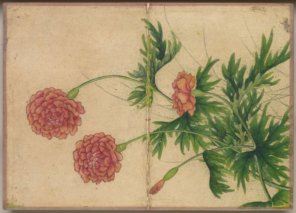 书桌相册：花鸟画（牡丹） 作者 张若爱