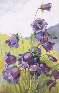 蓝色的花，明信片，20世纪40年代