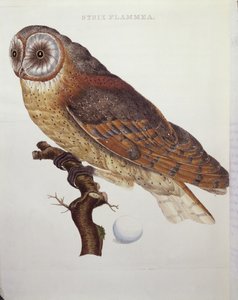 谷仓猫头鹰（Strix Flammea）1796