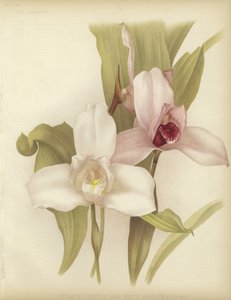 Lycaste skinneri和白色品种