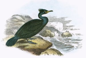 沙格