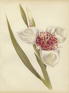 Tigridiaalbăpavonia