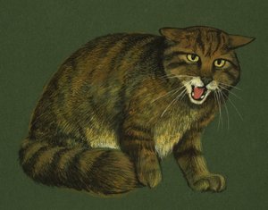 野猫