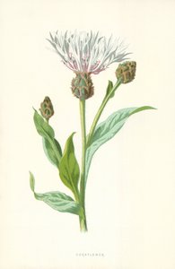 矢车菊