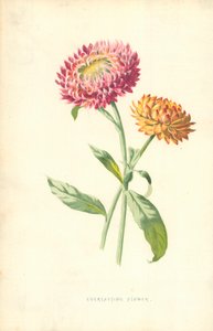 永恒的花