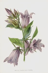 荨麻叶钟花（chromolitho）