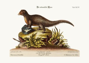 印度的Ichneumon，1749-73