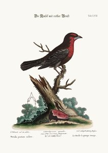 红胸黑鸟，1749-73