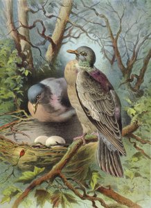 环鸽子（chromolitho）
