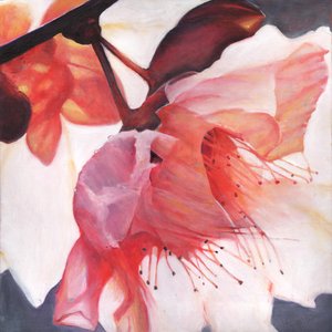 Shakti舞蹈，2016，