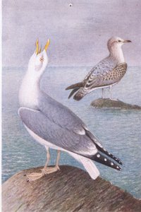 Herring Gull，明信片，20世纪30年代