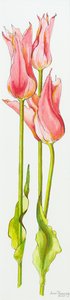 三朵红色百合花郁金香玛丽安娜，水彩，2010年