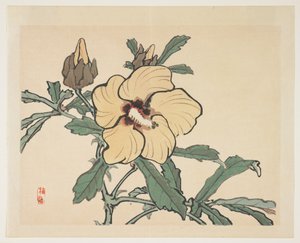 开花蜀葵