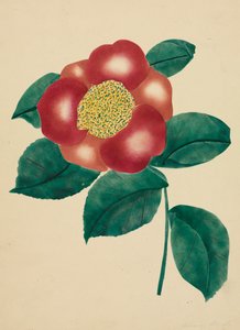 中国花。
