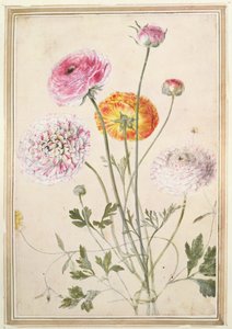 花卉研究，1760年