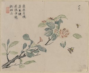 蜜蜂开花分支，十八世纪。