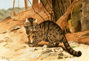 野猫