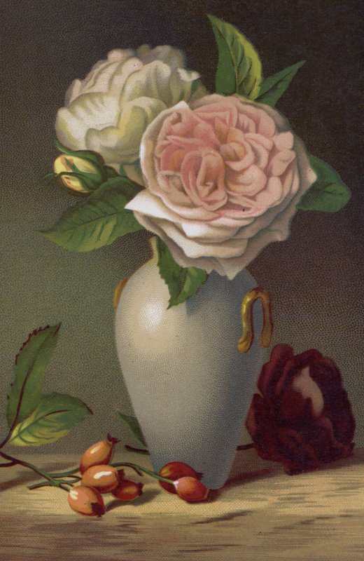 山茶花 作者 英语学校