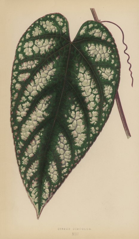 Cissus Discolor 作者 英语学校