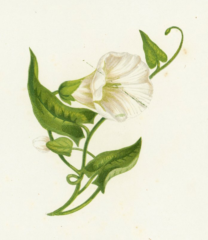 大旋花，旋花植物Sepium 作者 英语学校