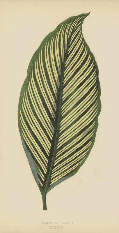 Maranta Vittata 作者 英语学校