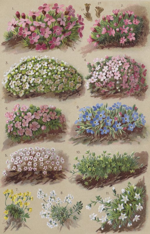 高山植物群 作者 欧洲学校