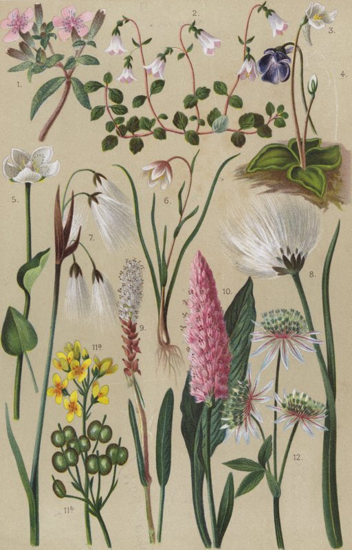 高山植物群 作者 欧洲学校