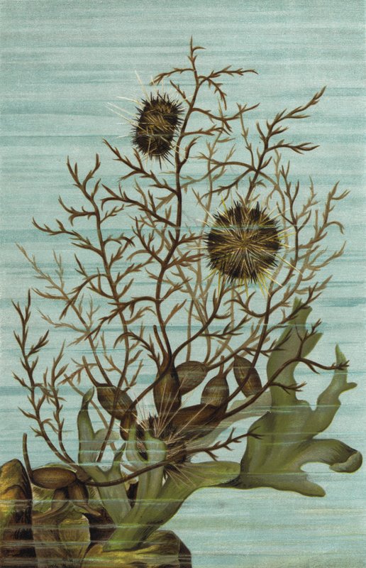 登山海胆 作者 欧洲学校