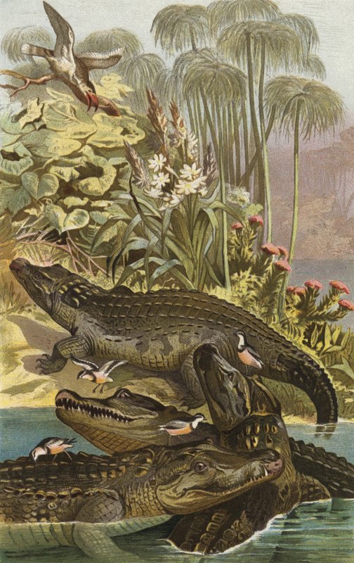 Nilkrokodil 作者 欧洲学校