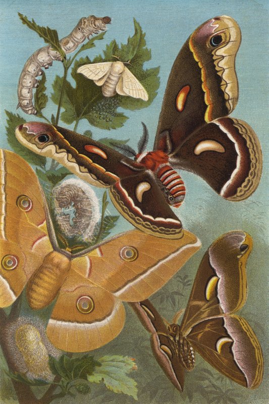 silkmoth 作者 欧洲学校