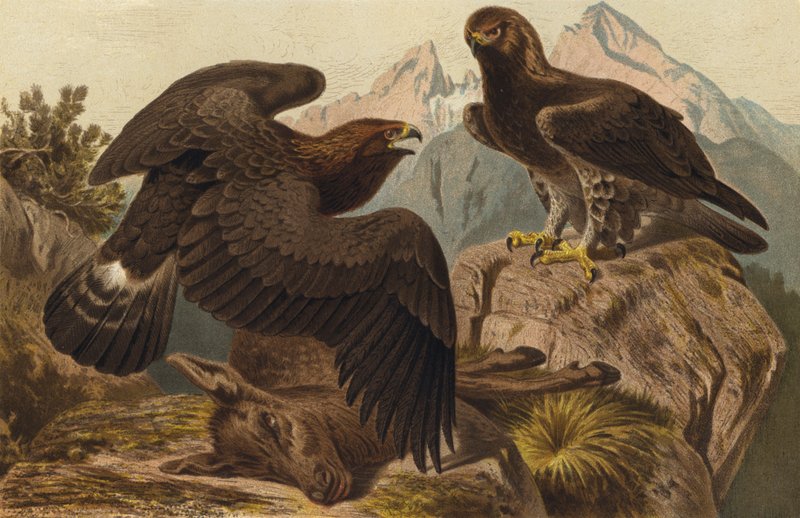 Steinadler 作者 欧洲学校