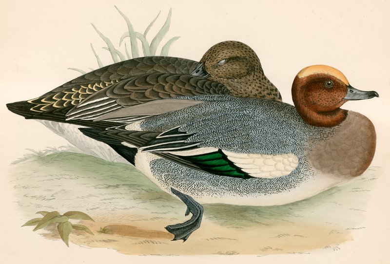 Wigeon 作者 贝弗利·莫里斯