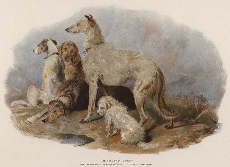 高地犬（chromolitho） 作者 埃德温·兰瑟