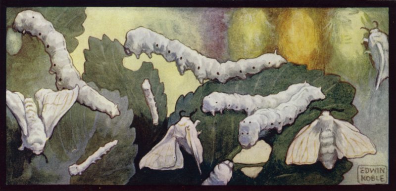 蚕蛾饲养（彩色石版画） 作者 埃德温·诺布尔