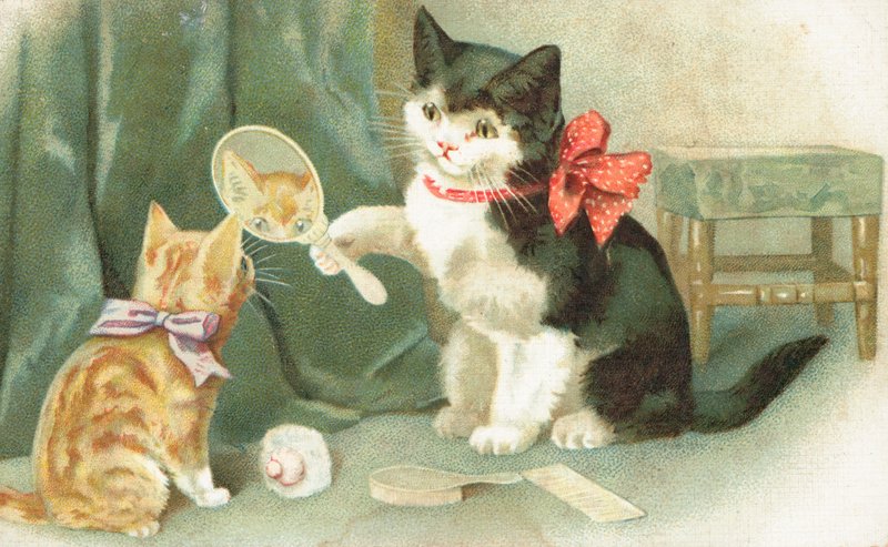 拿着手镜的猫 作者 英语学校