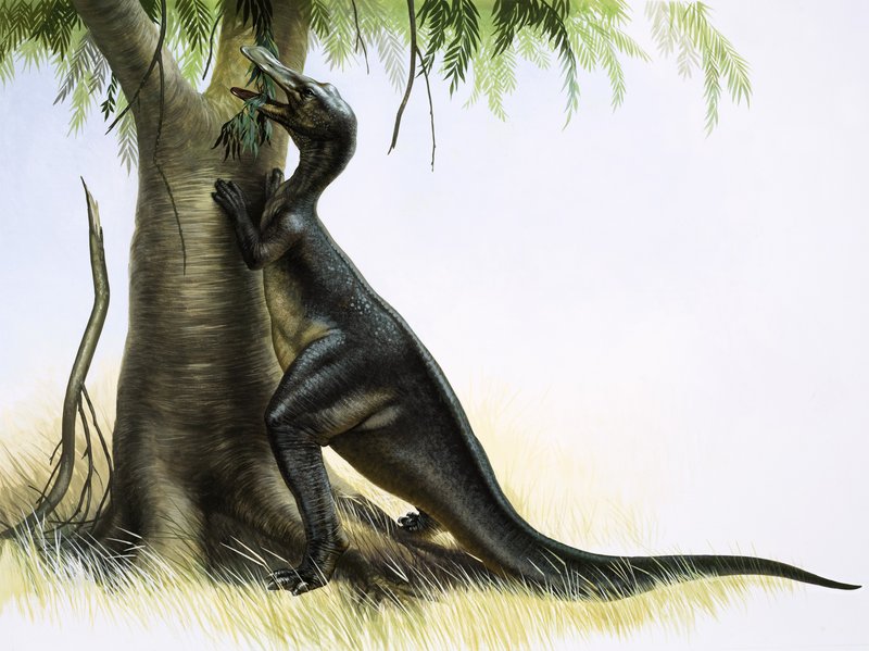 Anatosaurus 作者 英语学校