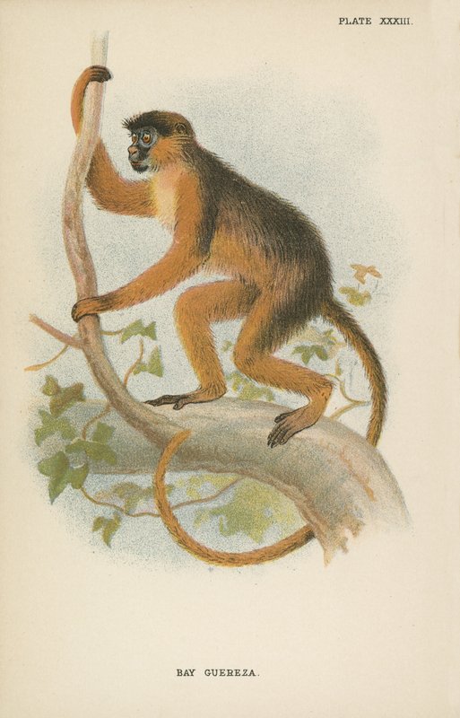 Bay Guereza 作者 英语学校