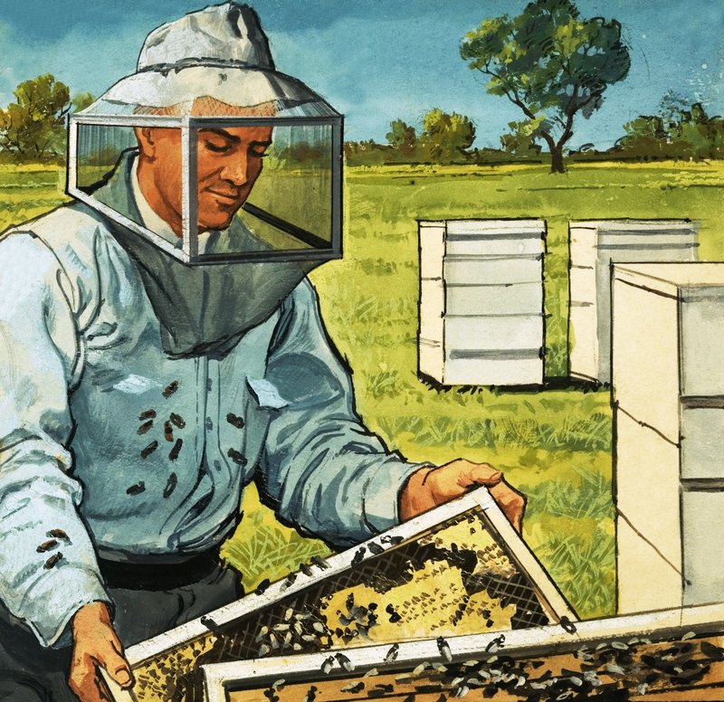 养蜂人 作者 英语学校