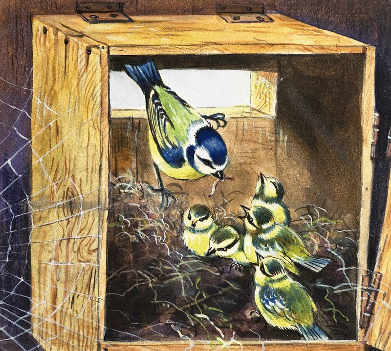 Bluetits 作者 英语学校