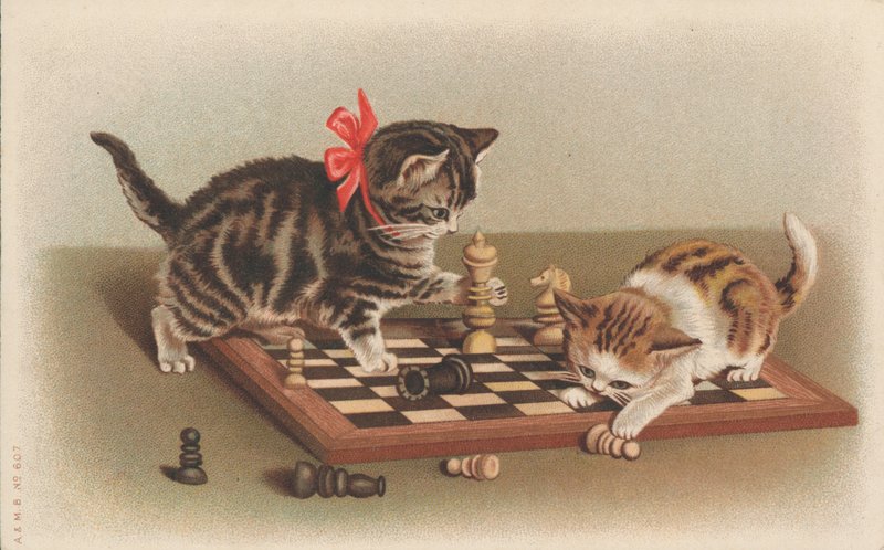 下棋的猫 作者 英语学校