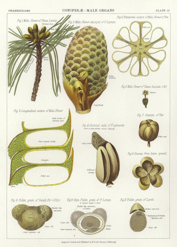 Coniferae，男性器官 作者 英语学校