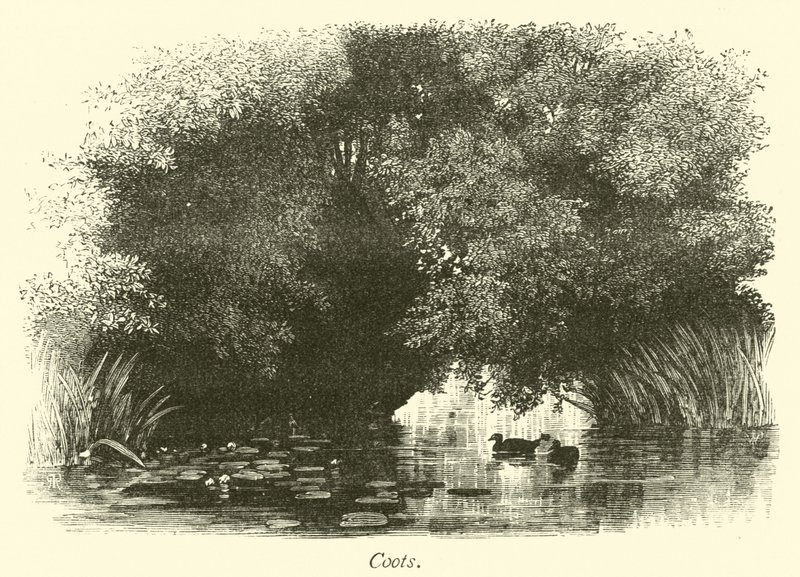 COOTS 作者 英语学校